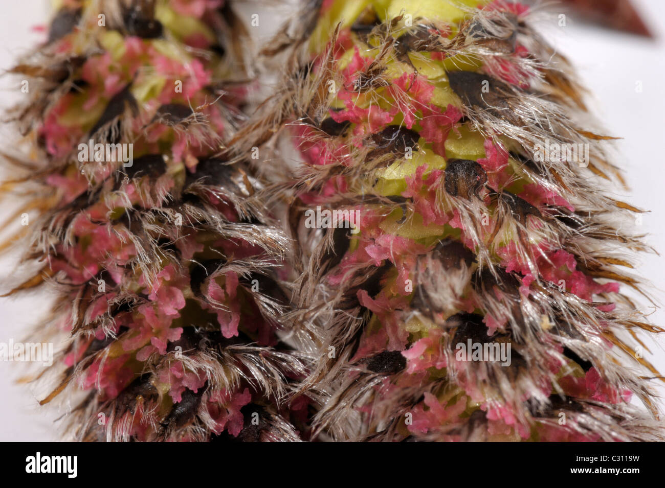 Aspen female catkins, populus tremula Stock Photo