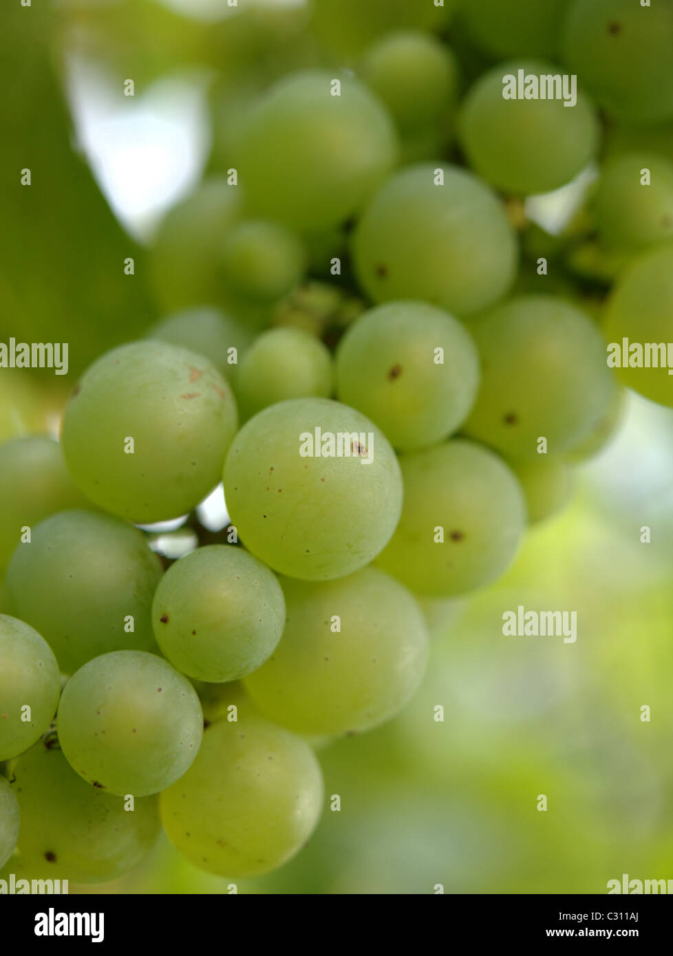 Cluster of green grapes Stock Photo