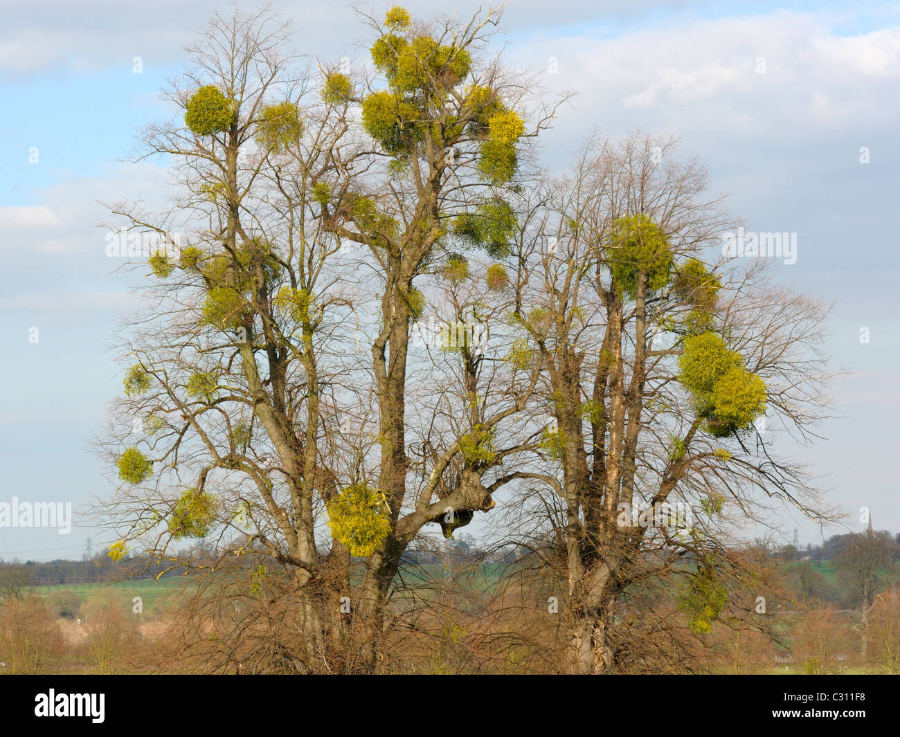 Mistletoe, Viscum album on lime trees Stock Photo