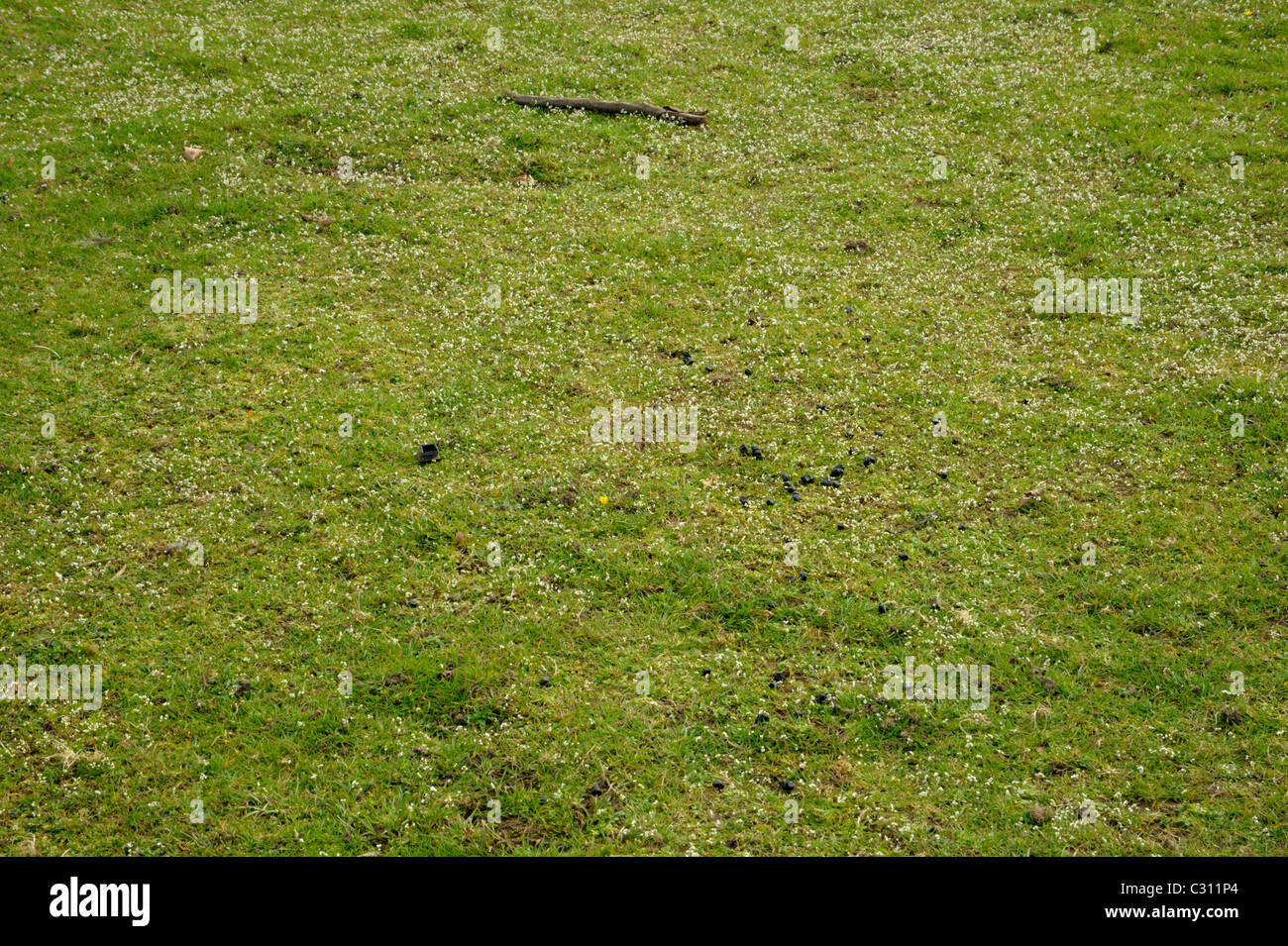 Common Whitlowgrass, Erophila verna sward Stock Photo