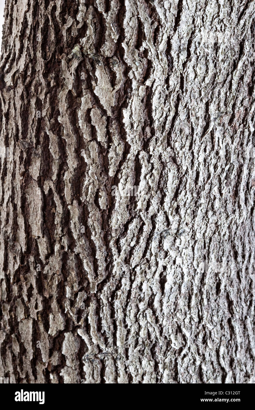 Natal Guarri (Euclea natalensis) close-up of bark Kirstenbosch National Botanical Garden Cape Town Western Cape South Africa Stock Photo