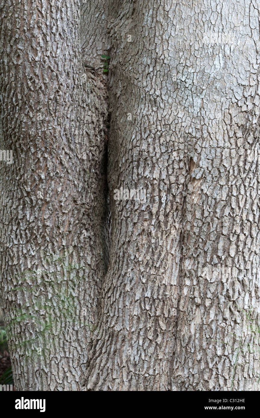 Forest Elder (Nuxia floribunda) close-up of bark Kirstenbosch National Botanical Garden Cape Town Western Cape South Africa Stock Photo