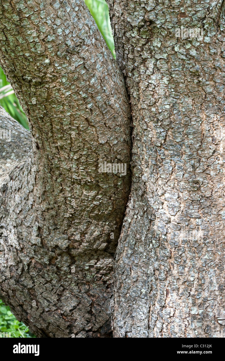 Red stinkwood (Prunus africana) closeup of bark Kirstenbosch National