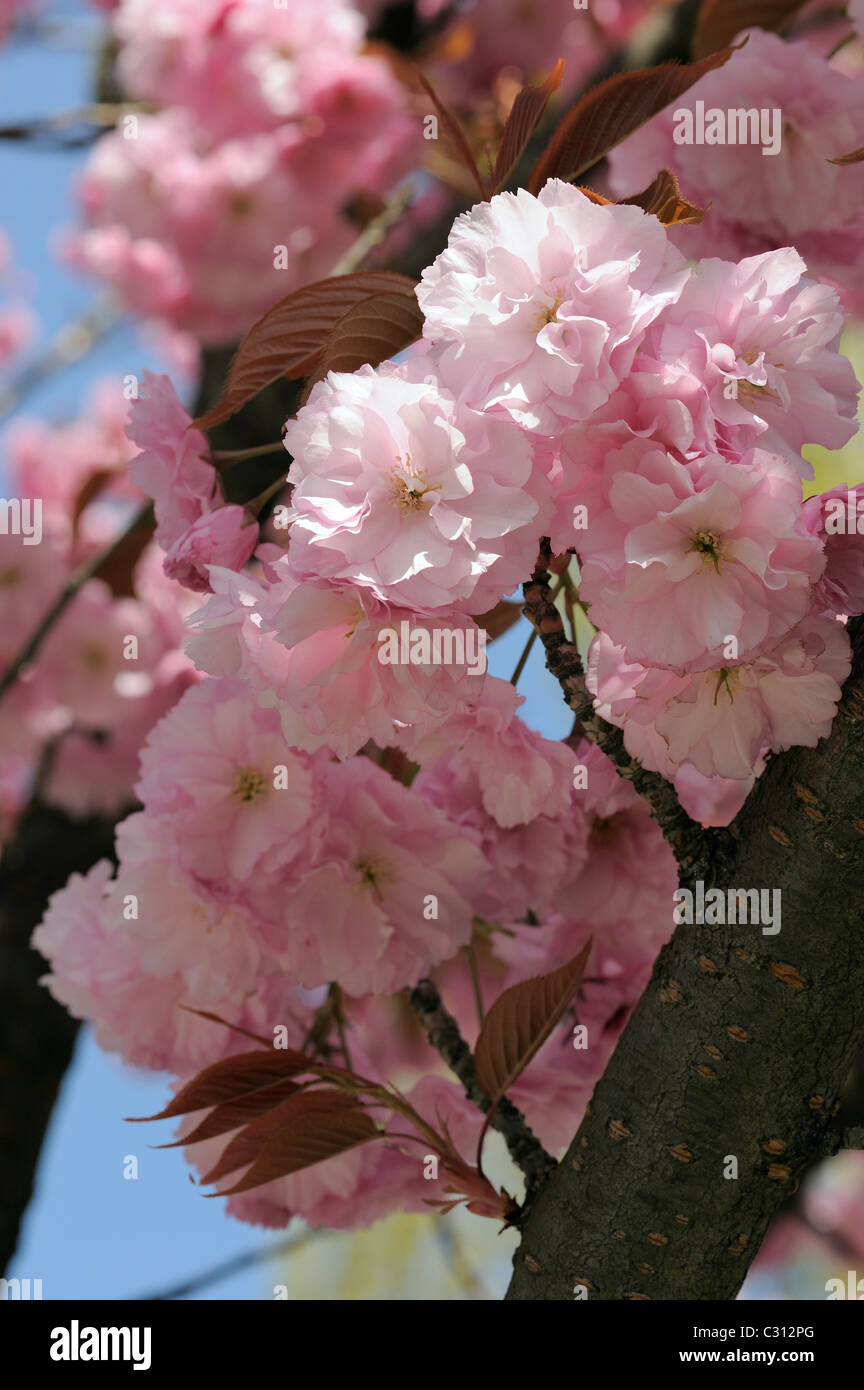 Cherry tree in blossom in front of blue sky Stock Photo - Alamy