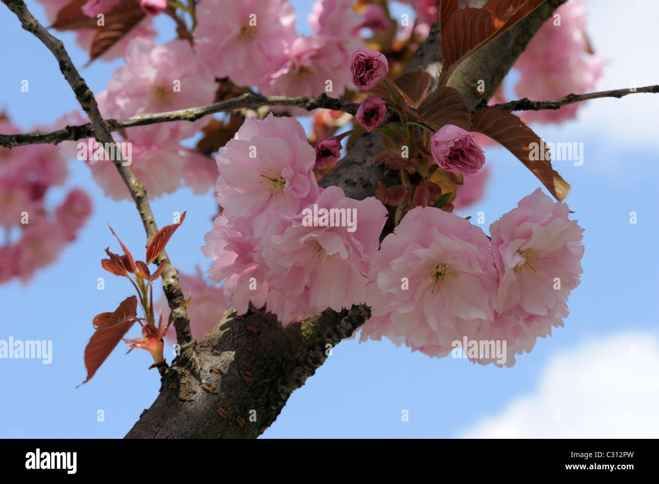 Cherry tree in blossom in front of blue sky Stock Photo - Alamy