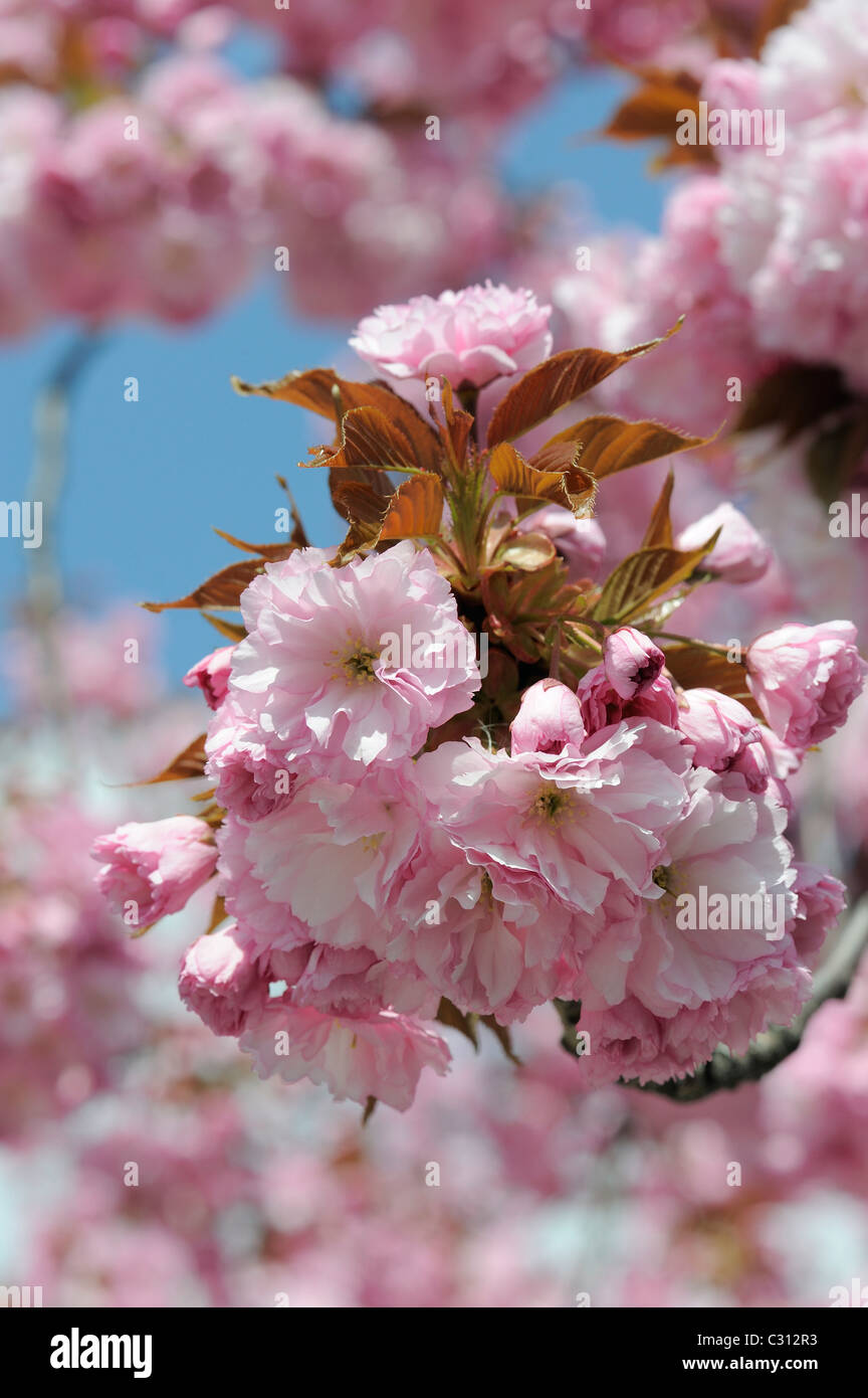 Cherry tree in blossom in front of blue sky Stock Photo - Alamy