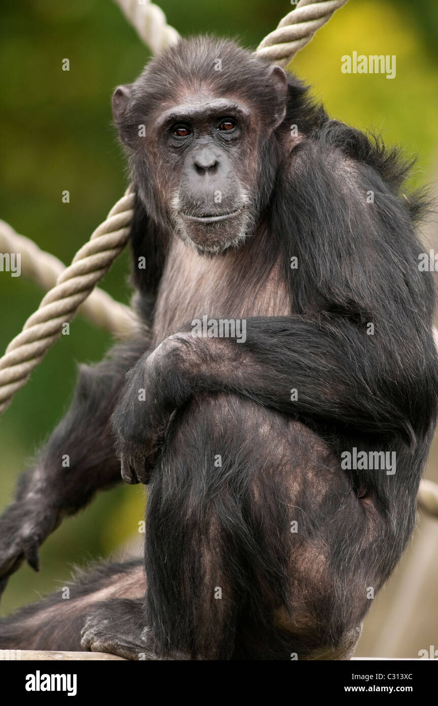 Chimpanzee in zoo Stock Photo