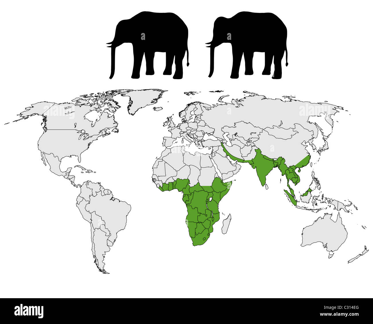 Asian elephants elephas maximus Cut Out Stock Images & Pictures - Alamy