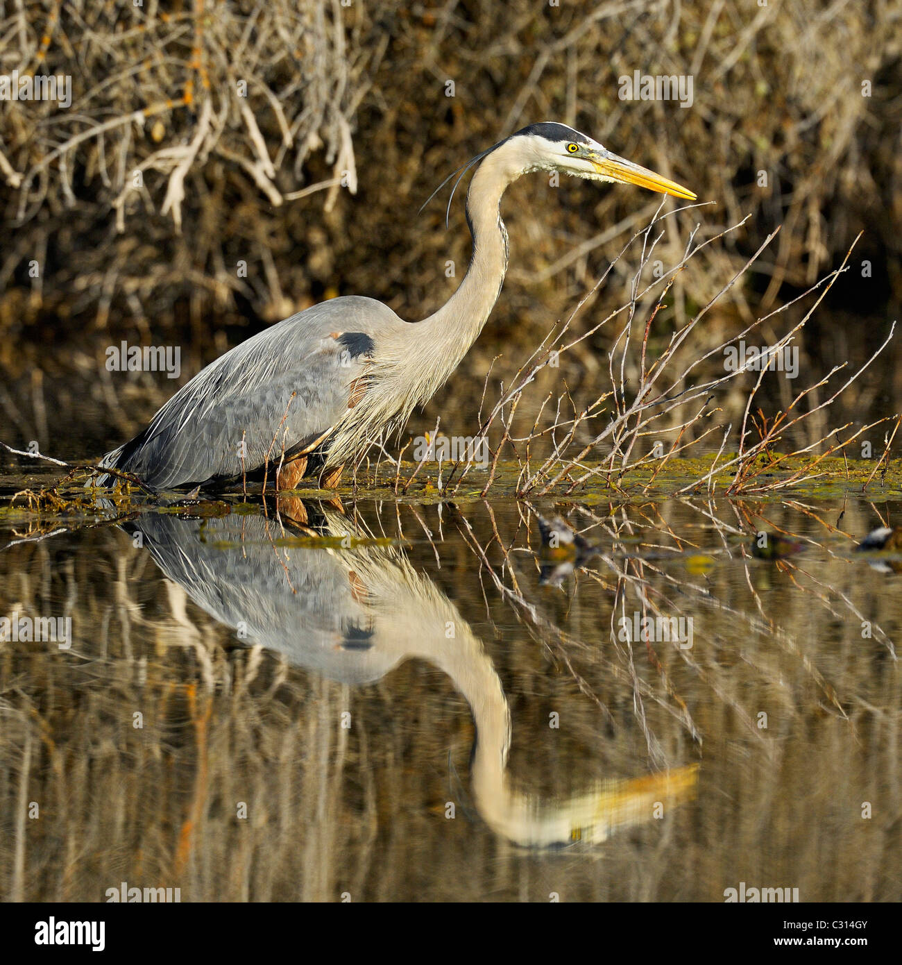 A great blue heron reflected at sunrise in a beaver pond Stock Photo