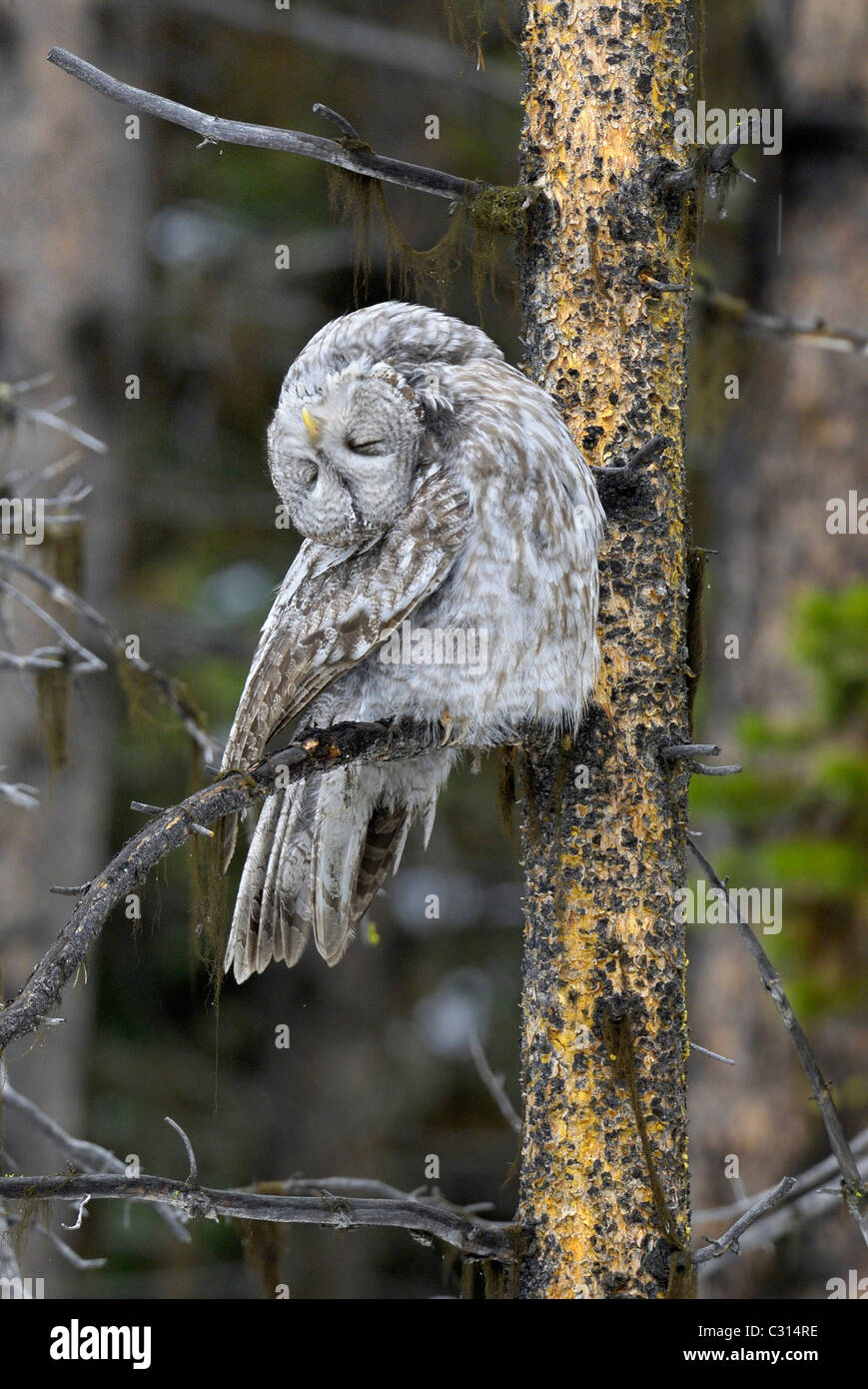 Great Gray Owl Head Upside Down Stock Photo Alamy