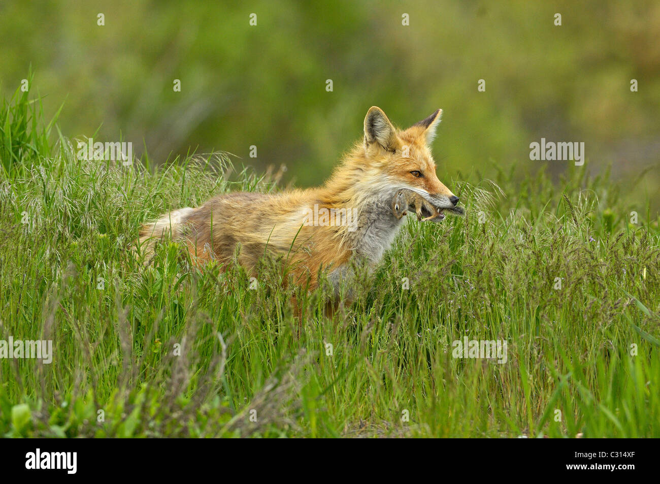 Red Fox with captured ground squirrel Stock Photo