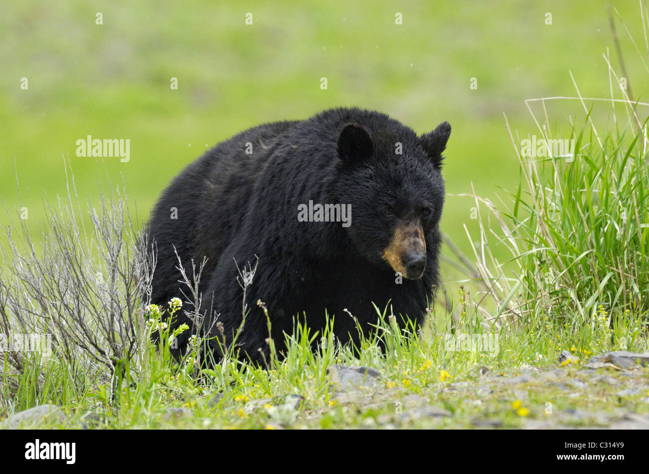 Black Bear feeding on grasses in Yellowstone National Park. Stock Photo