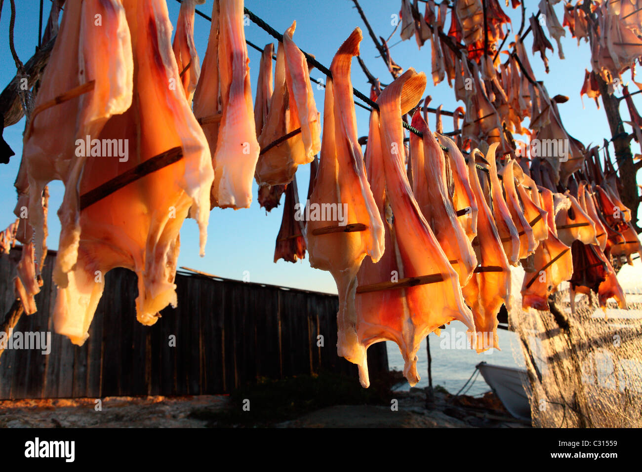 Fish Sec Peix Sec, dried fish hanged by fishermen in the island of Formentera ...