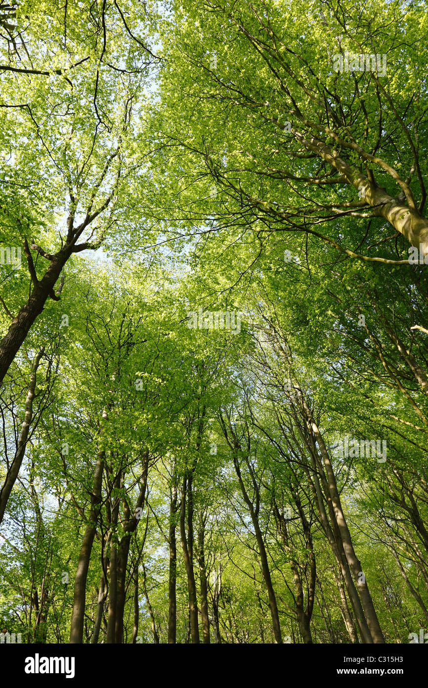 Beech Wood And Tree Canopy In Summer England Uk Stock Photo Alamy Beech Wood And Tree Canopy In Summer England Uk Stock Photo Alamy
