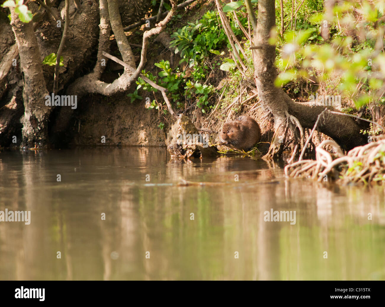 Waterside vegetation hi-res stock photography and images - Alamy