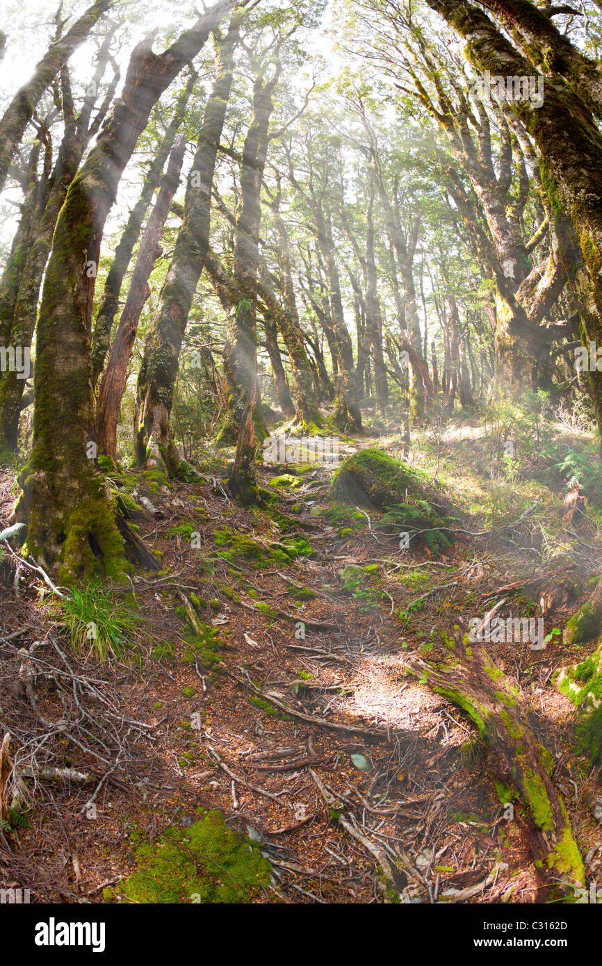 Forest path with beech trees hi-res stock photography and images - Alamy