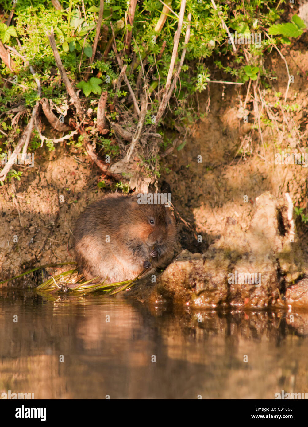 Waterside vegetation hi-res stock photography and images - Alamy