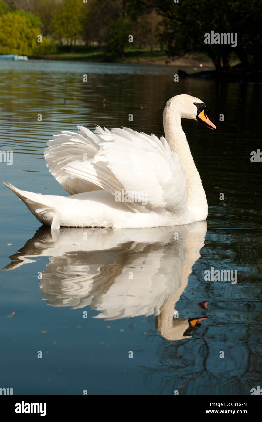 Mute swan wings raised hires stock photography and images Alamy