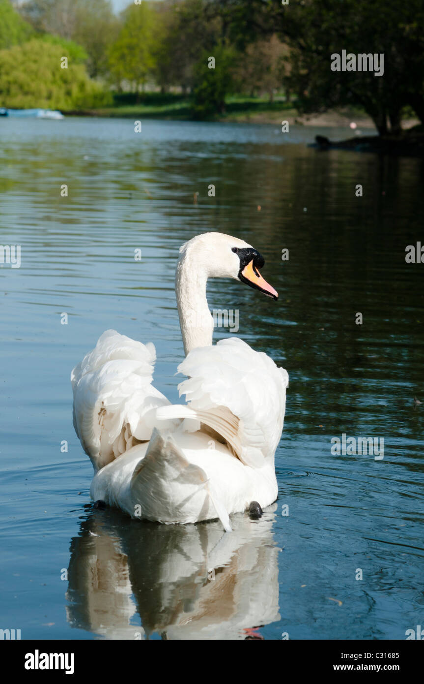 Mute Swan ,London,England Stock Photo Alamy