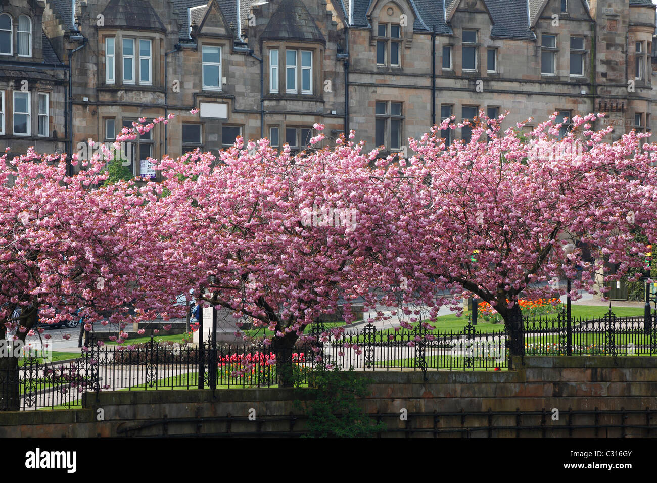 Cherry blossom trees in Dunn Square, Paisley, Renfrewshire, Scotland, UK Stock Photo