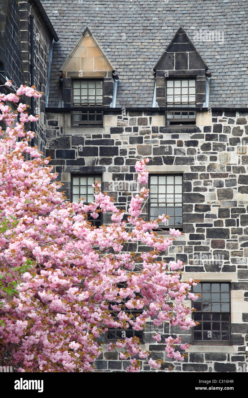 Pink cherry blossom tree beside Paisley Abbey, Scotland, UK Stock Photo