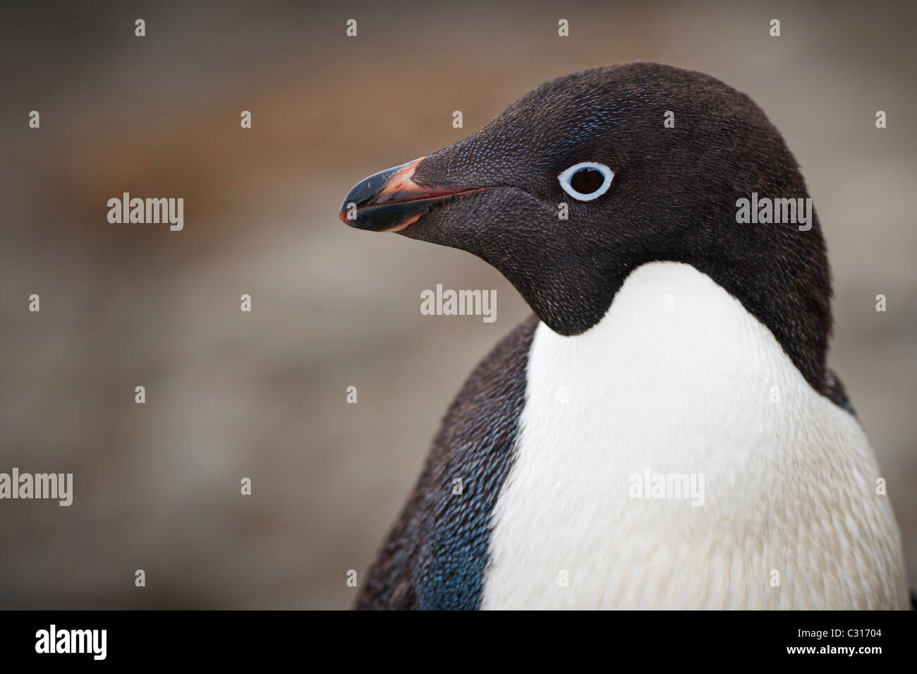 Close-up profile view of Adélie penguin on Brown Bluff, Antarctica. Stock Photo