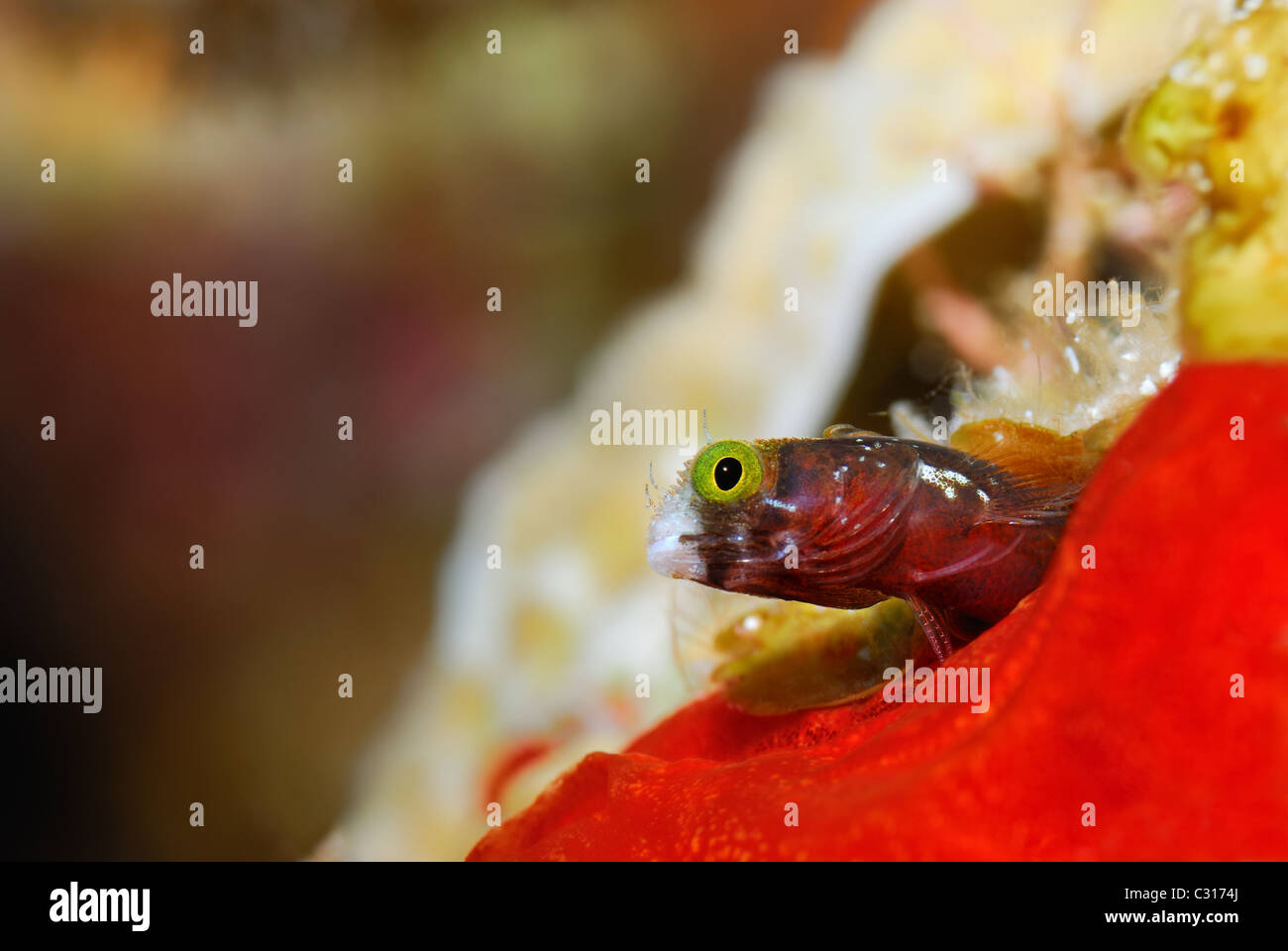A microscopic-sized goby fish peers out from his hole in the beautiful and colorful coral reef scene. Stock Photo
