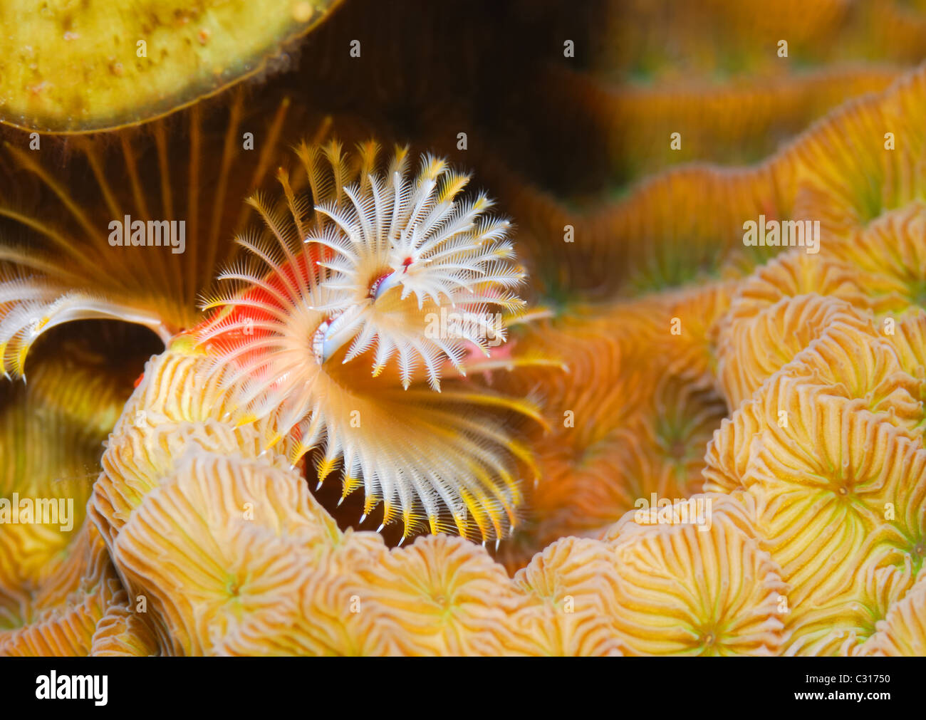 Super-sharp beautiful coral reef scene showing high-resolution tiny hairs of a tube worm on brain coral. Stock Photo