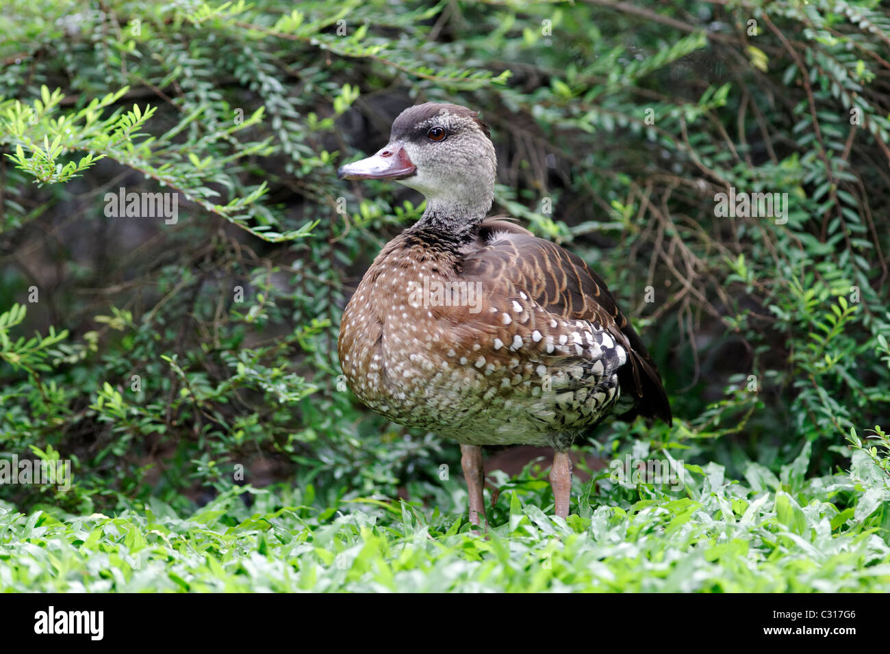 Spotted whistling-duck, Dendrocygna guttata,single bird on grass, Indonesia, March 2011 Stock Photo