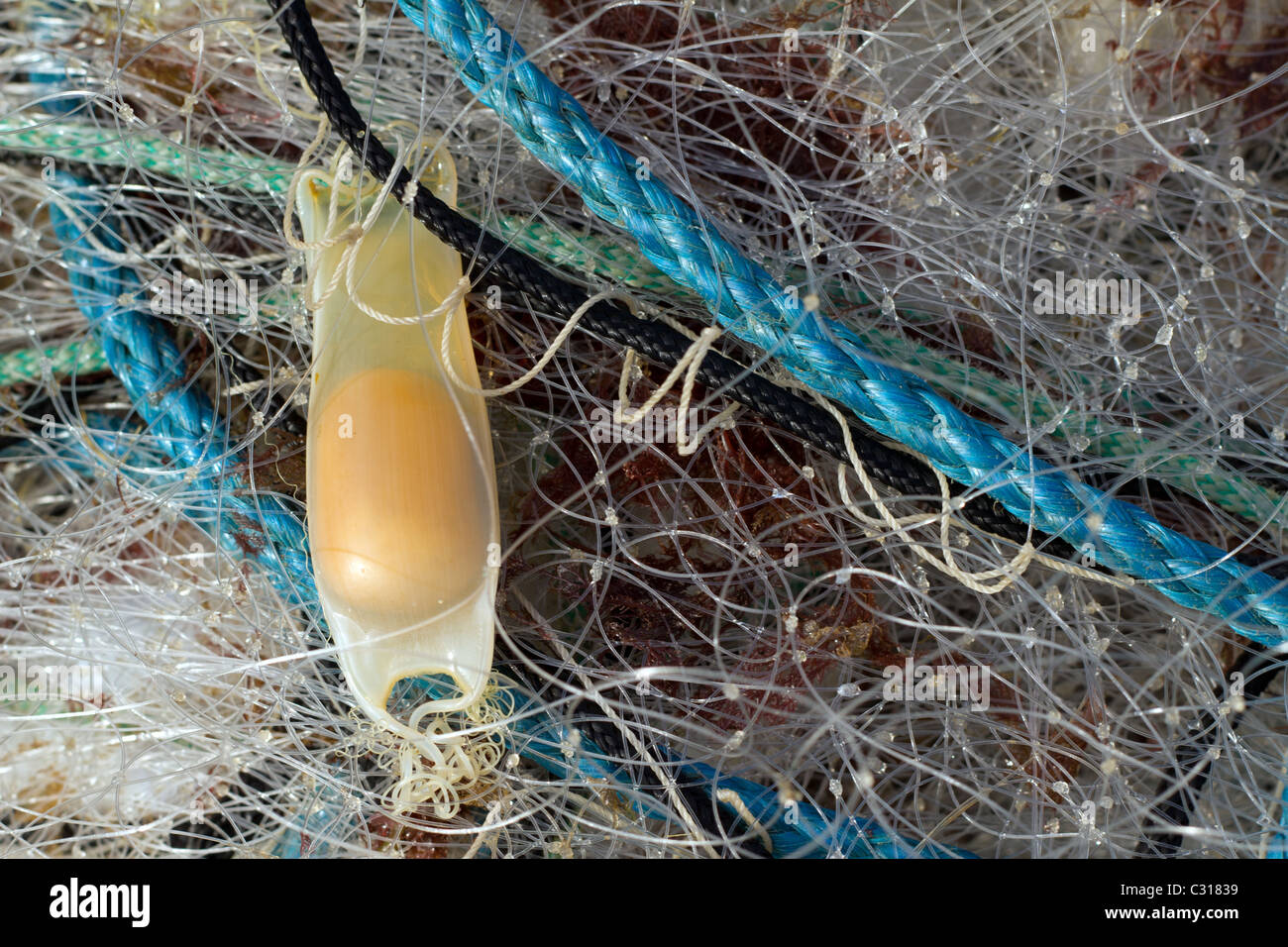 Lesser Spotted Dogfish, Scyliorhinus Canicula egg sack or a Mermaids Purse, entangled amongst fishing nets. Stock Photo