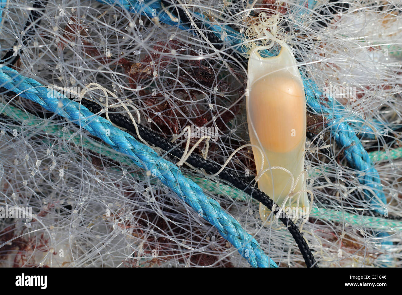 Lesser Spotted Dogfish, Scyliorhinus Canicula egg sack or a Mermaids Purse, entangled amongst fishing nets. Stock Photo