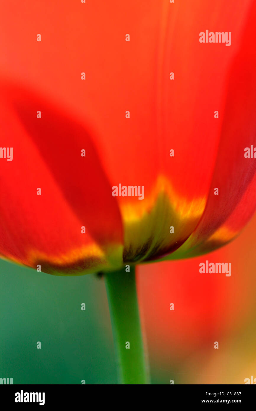 Opium poppy flower bed hi-res stock photography and images - Alamy