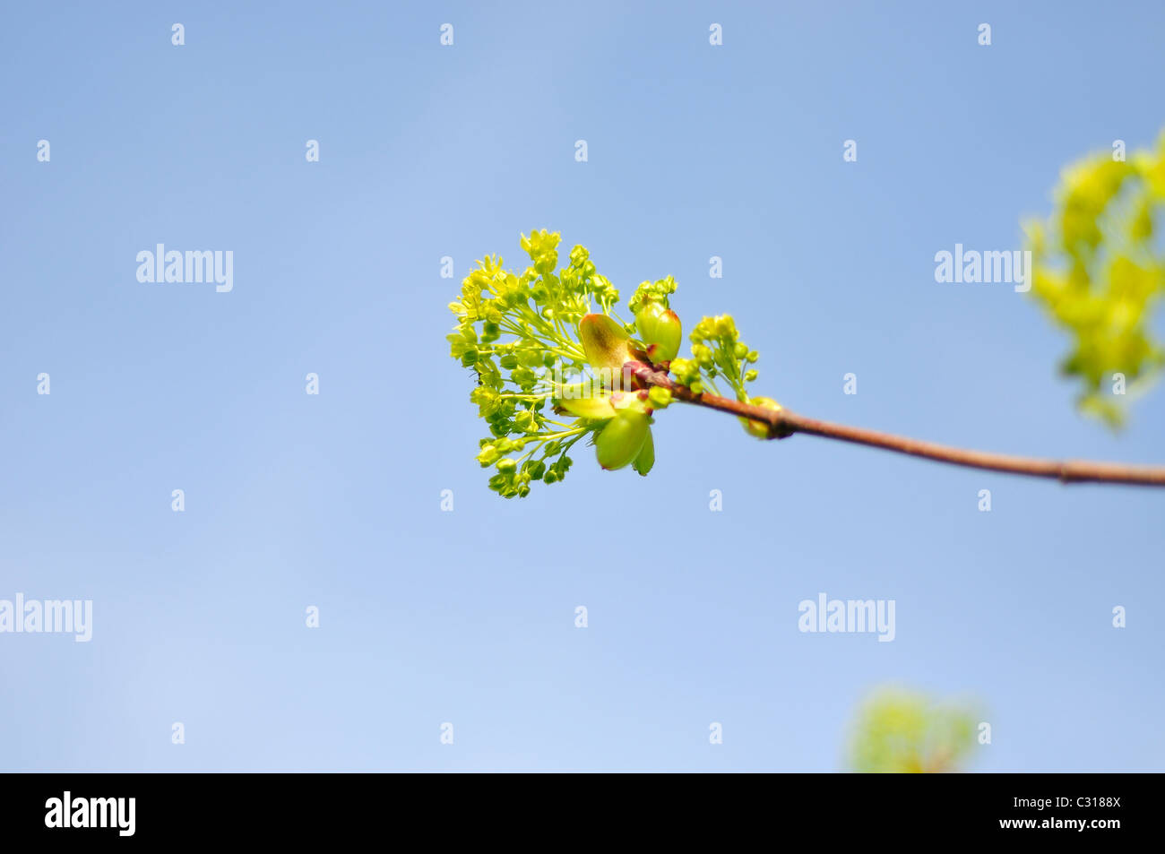 Green new leaves against the blue sky. Stock Photo