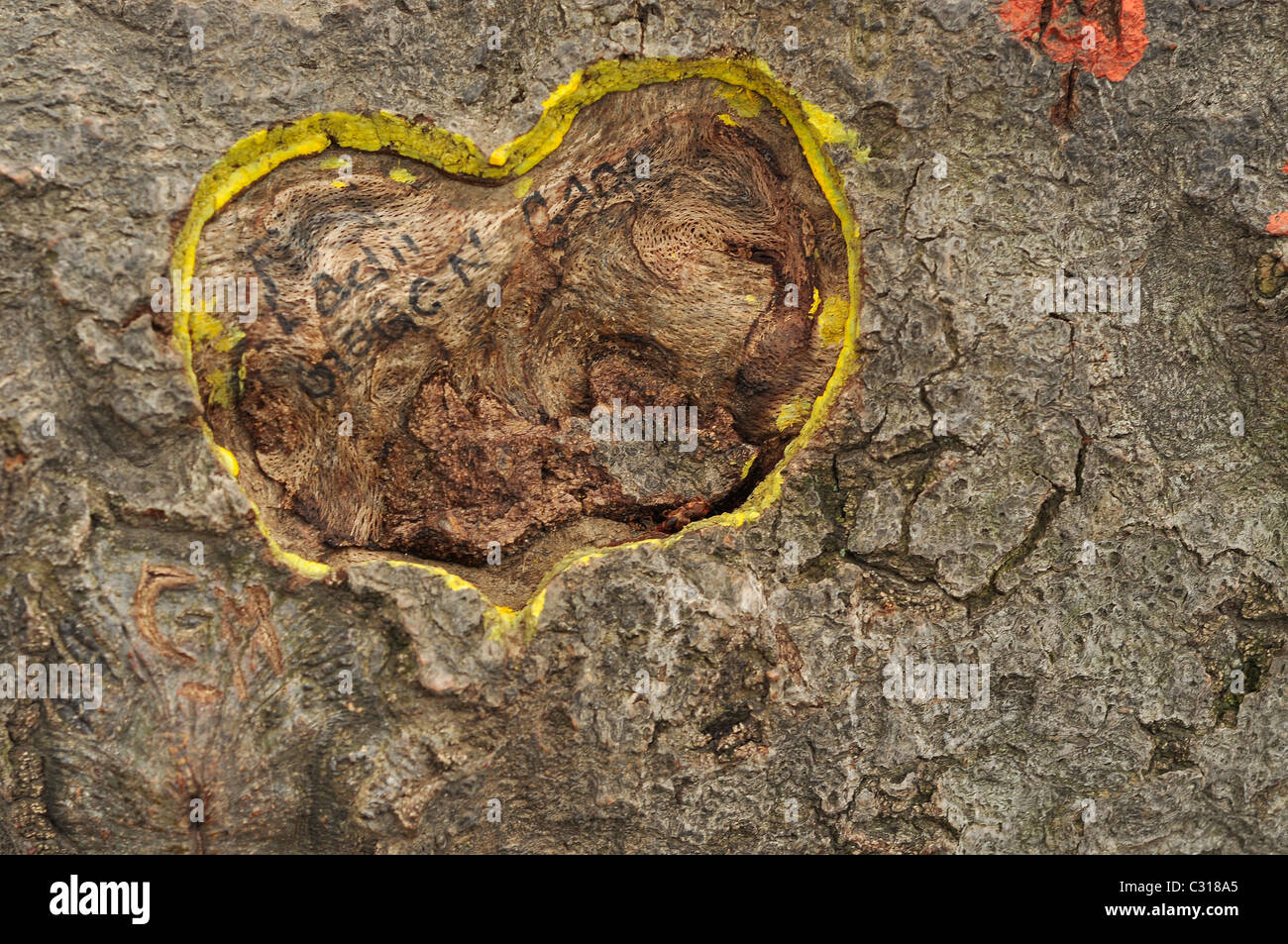 Yellow heart carved on a tree bark with names. Stock Photo