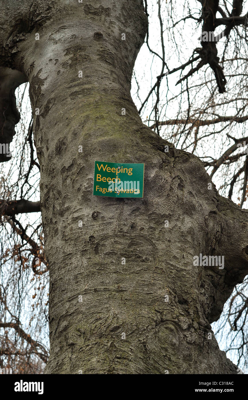 A sign of weeping beech tree. Stock Photo