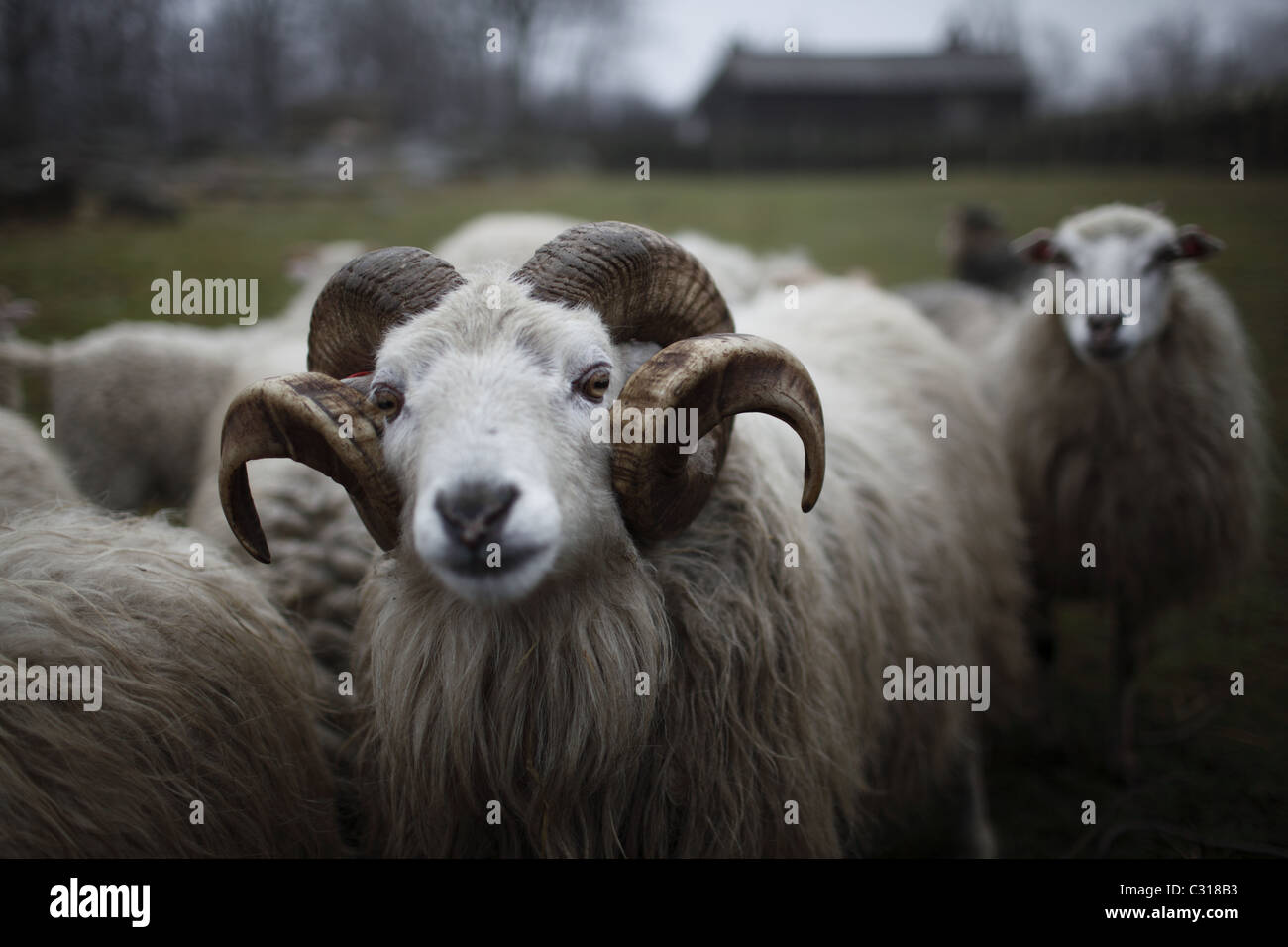 ram and sheep Stock Photo - Alamy