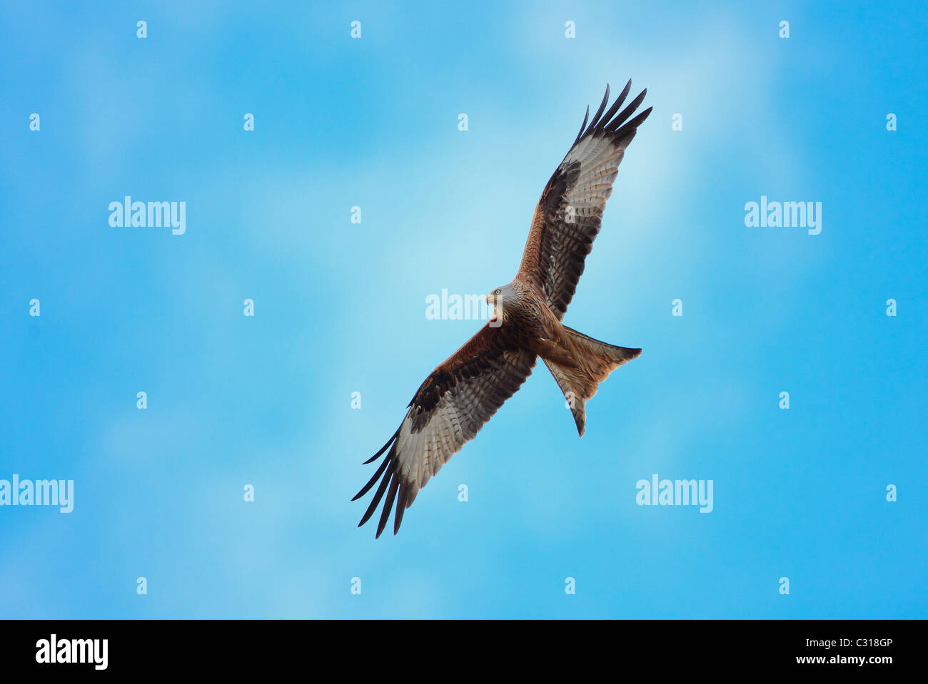 Red Kite in flight  Milvus Milvus Stock Photo