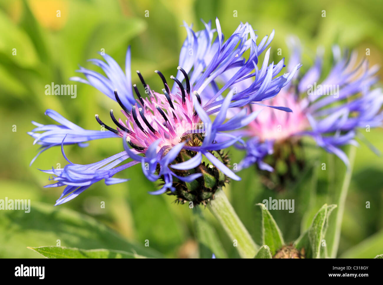 Cornflower, Bachelor's button, Bluebottle, Boutonniere flower, Hurtsickle, Cyani flower Centaurea cyanus Stock Photo