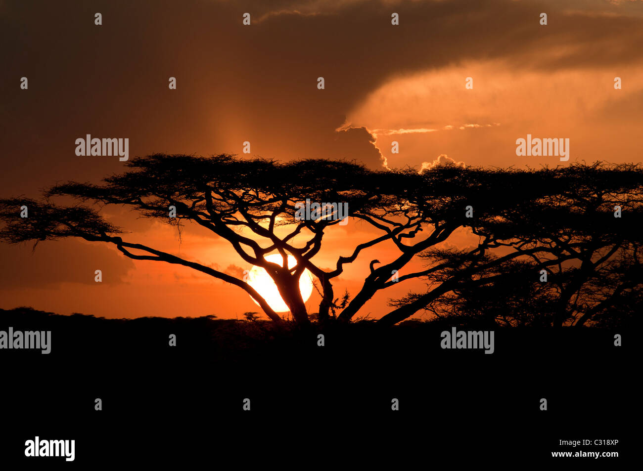 Stock photo beautiful orange sunset behind an acacia tree. Stock Photo