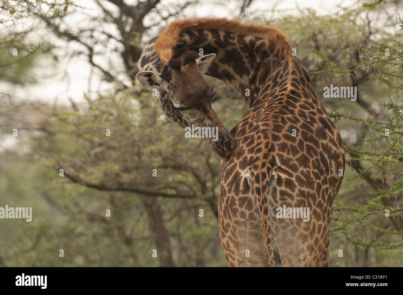 Stock photo of a masai giraffe reaching around to scratch his rump. Stock Photo