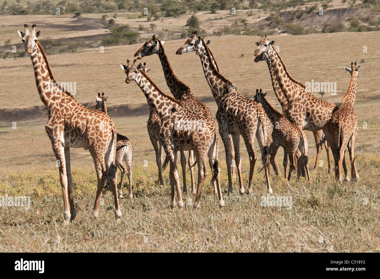 Group giraffes hi-res stock photography and images - Alamy