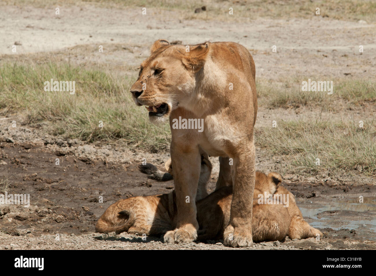 Stock photo of three lion cubs finding shade under their mom. Stock Photo