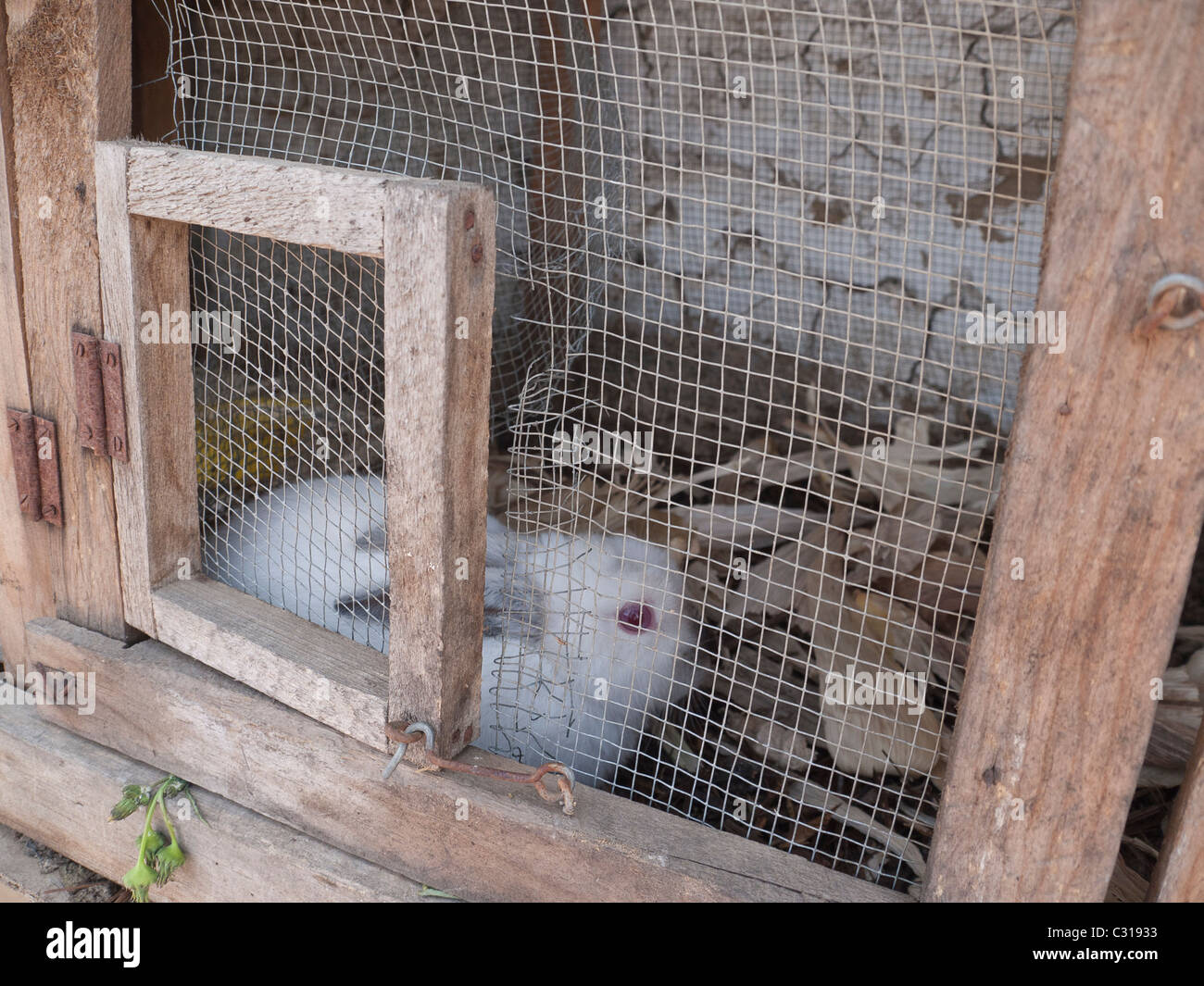 A rabbit is kept in a pen attached to the house to be used as food in Totonicapan, Guatemala