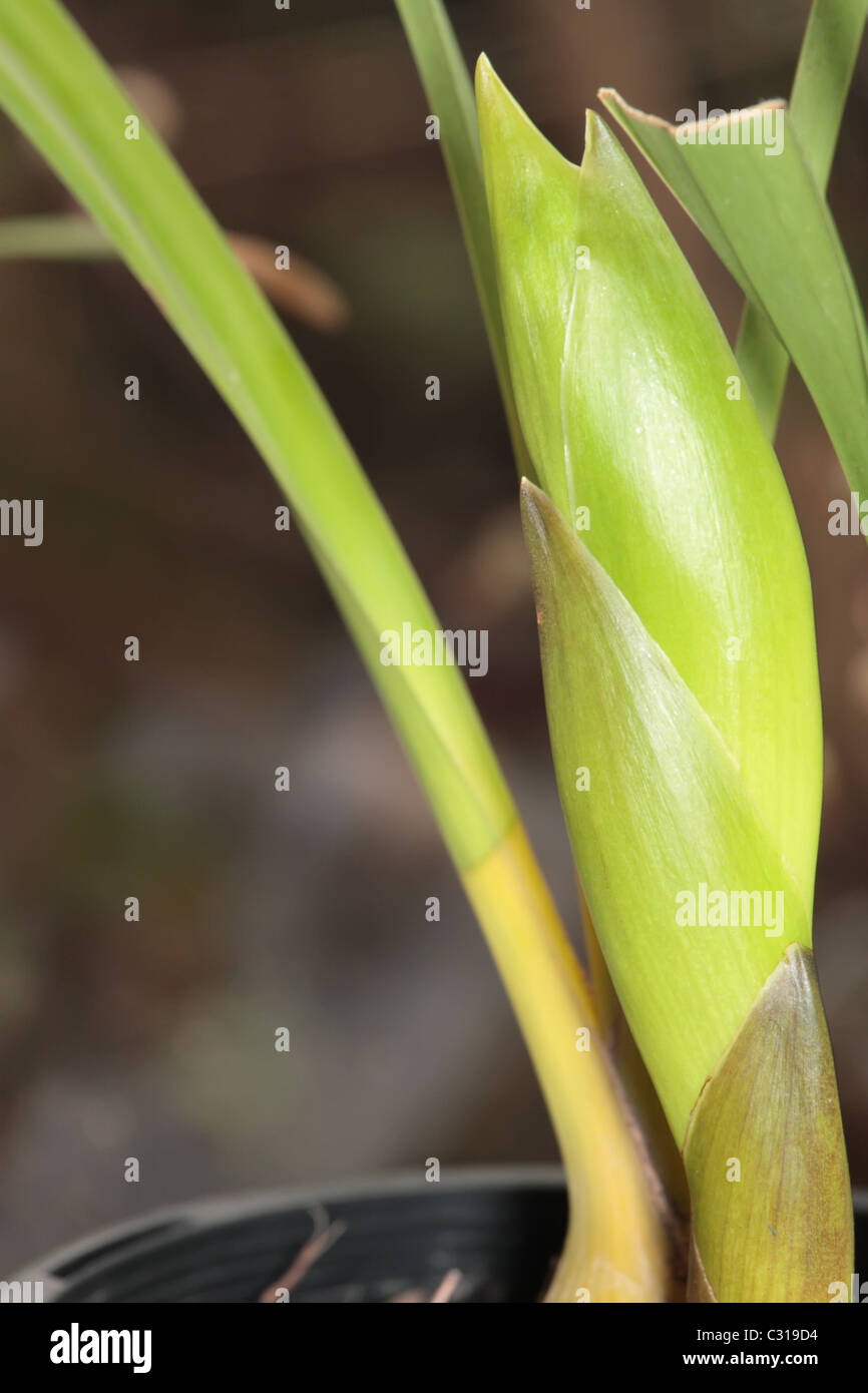 Super Closeup on the New Flower Bud on Cymbidium Orchid Stock Photo Alamy