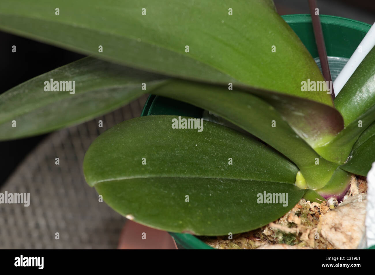 Closeup of the Orchid Flower Bud Stock Photo Alamy