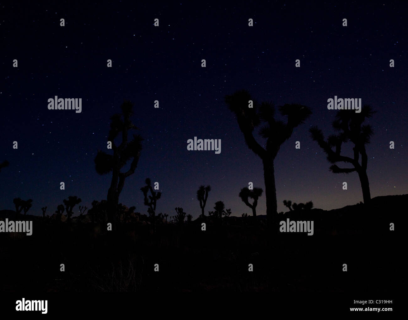Silhouette of Joshua trees against blue night sky Stock Photo