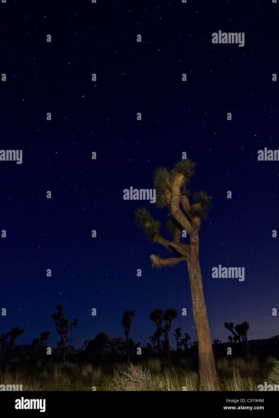 Starry night Joshua Tree landscape - Joshua Tree National Park, California USA Stock Photo