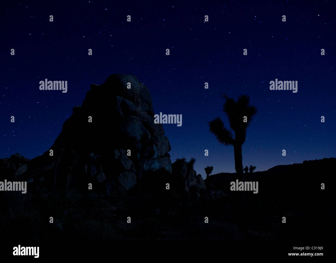 Silhouette of Joshua trees against blue night sky Stock Photo