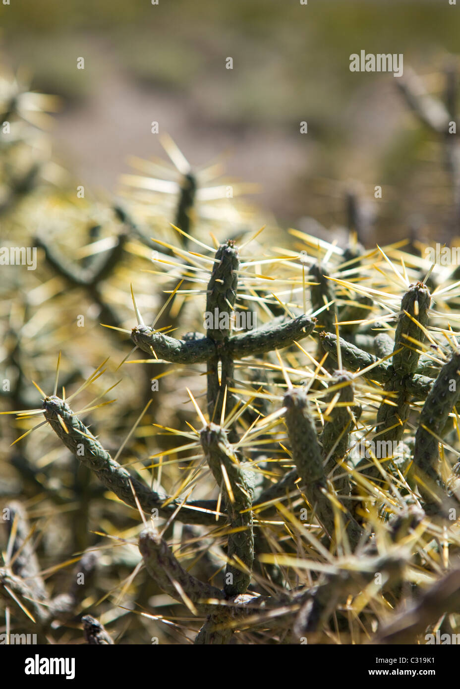 Pencil Cholla Cactus (Cylindropuntia ramosissima) - Mojave desert, California USA Stock Photo