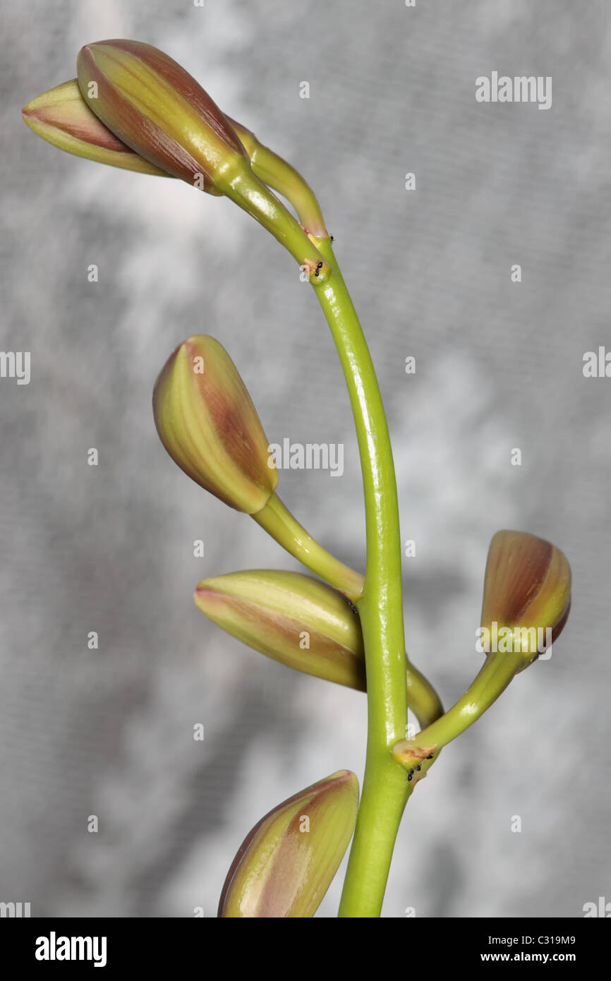 Gloucestershire orchids hires stock photography and images Alamy